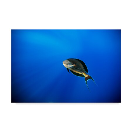 Trademark Fine Art Alessandro Catta 'Blu' Canvas Art, 30x47 1X07750-C3047GG